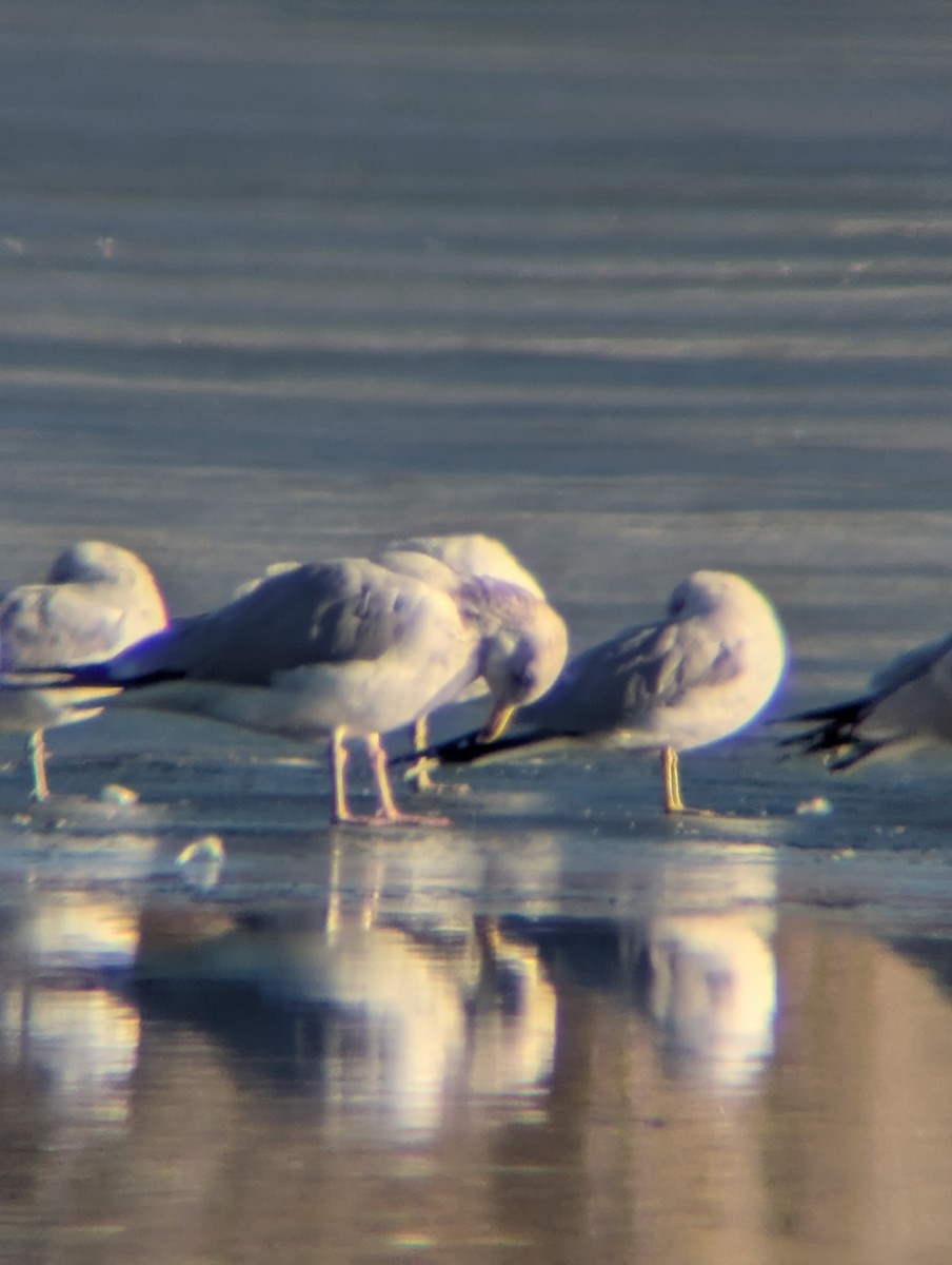 American Herring Gull - ML650374285