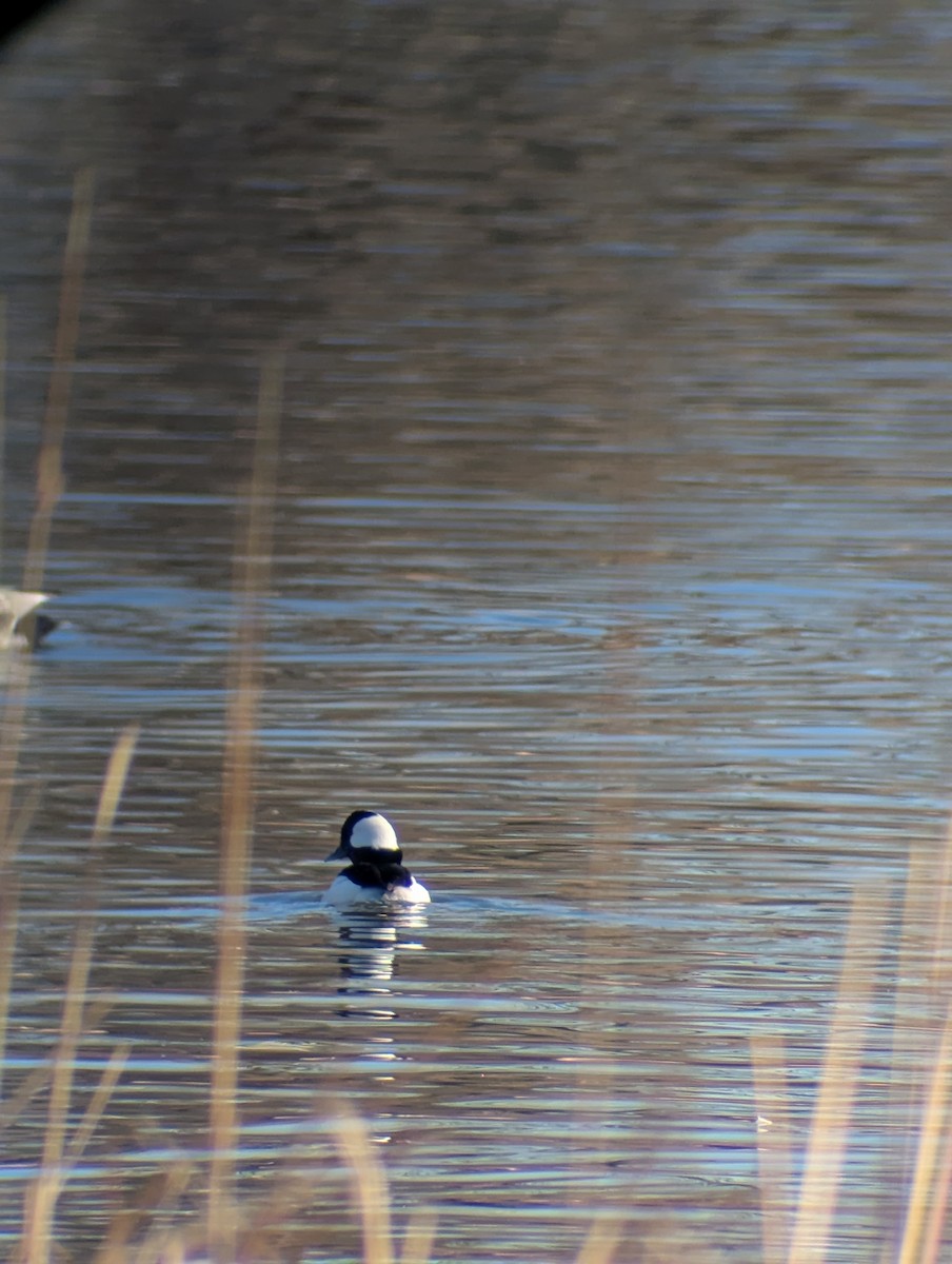 Bufflehead - ML650374304