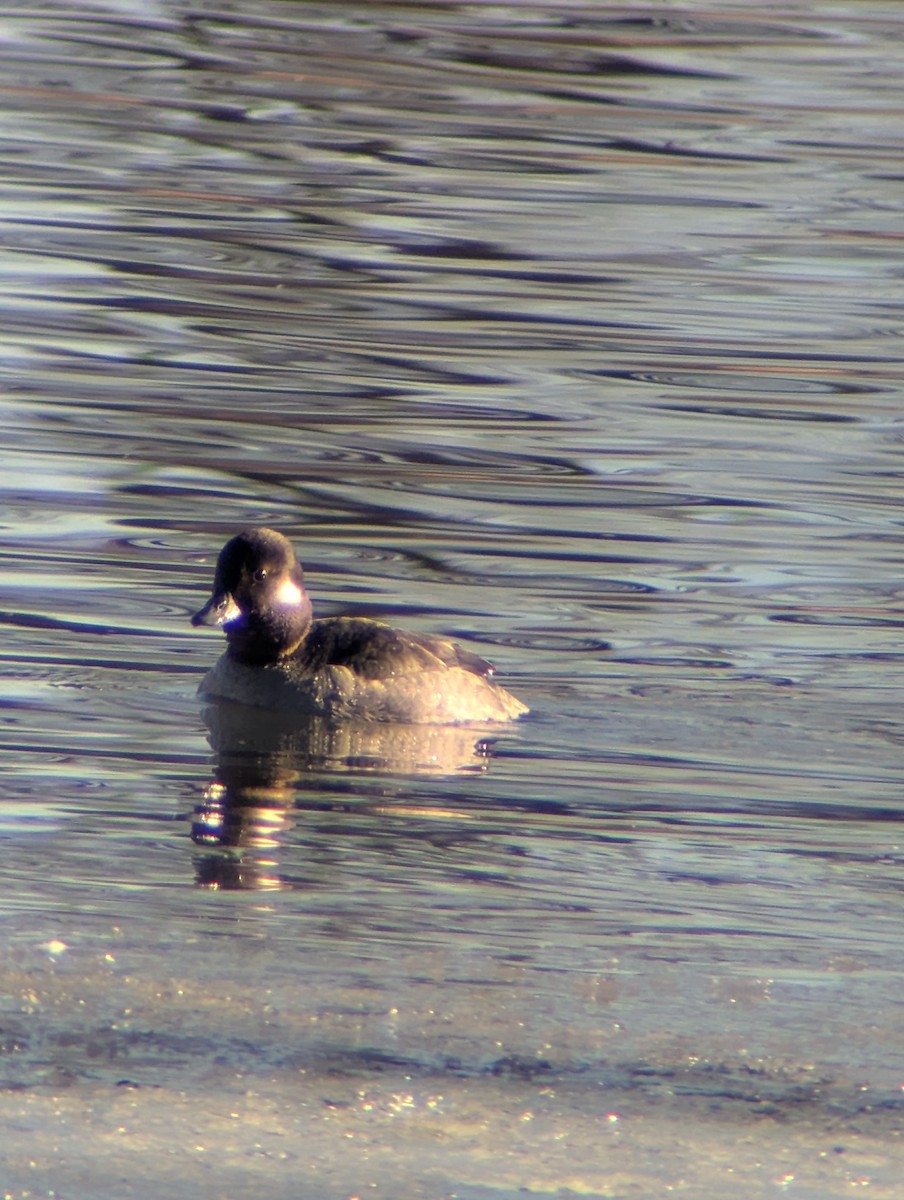 Bufflehead - ML650374305