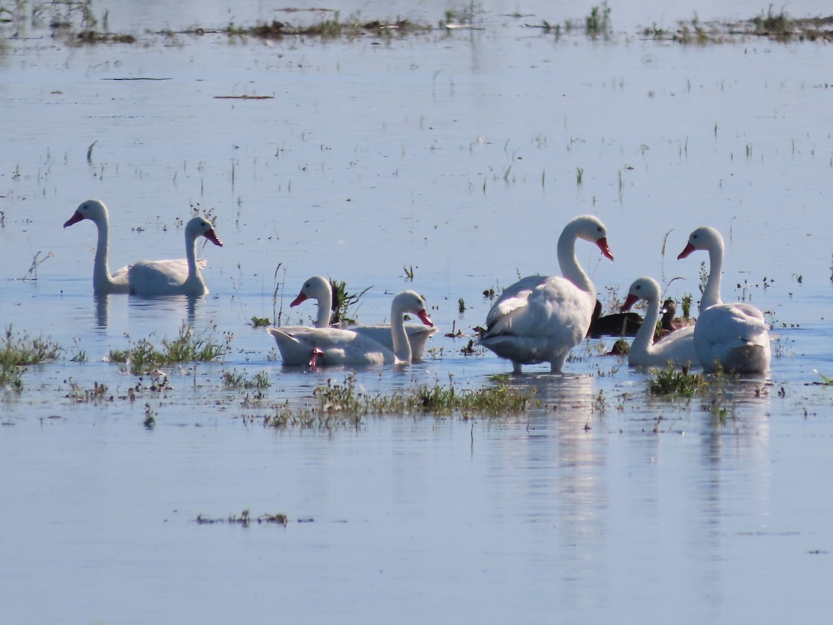 Koskoroba Kuğusu - ML650374306