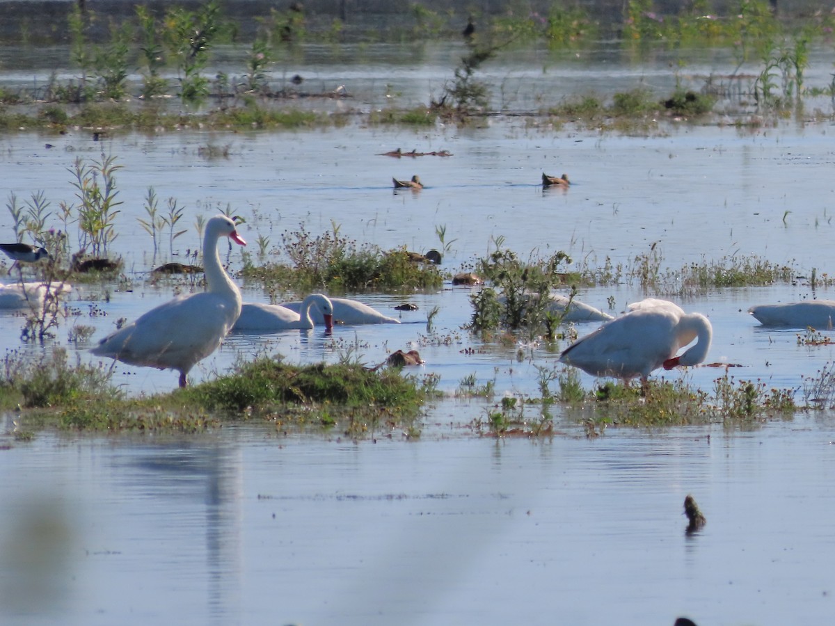 Koskoroba Kuğusu - ML650374307