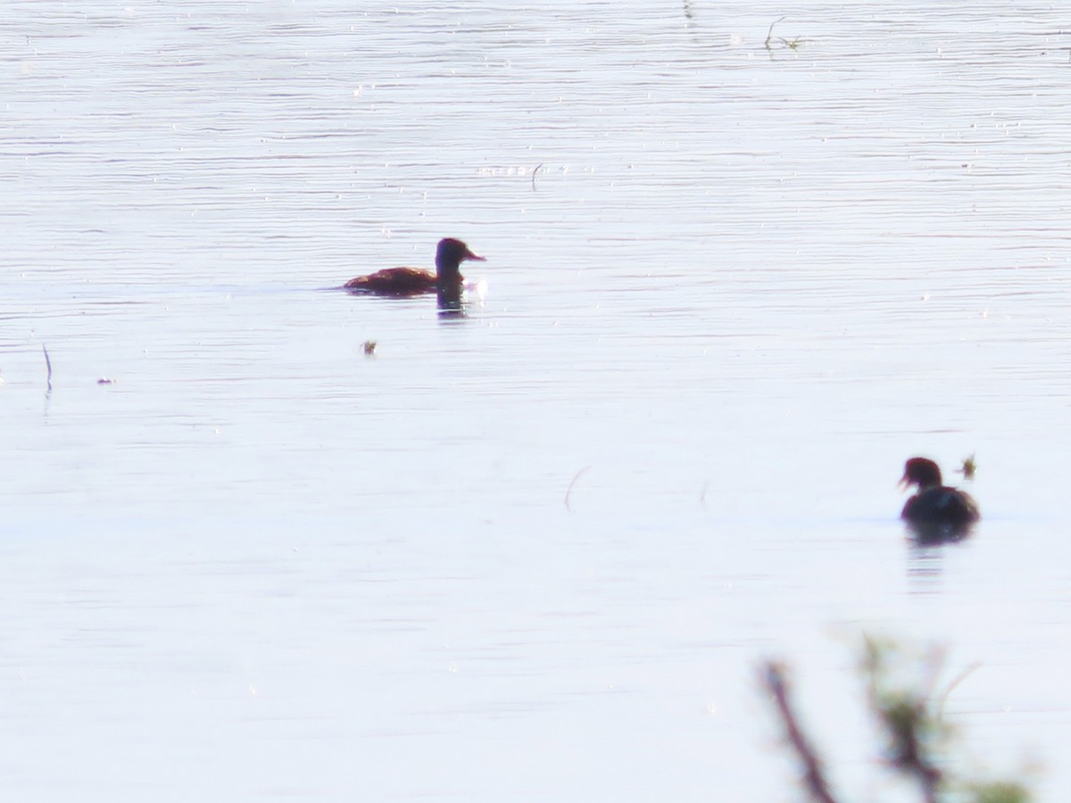 Guguk Ördeği - ML650374310