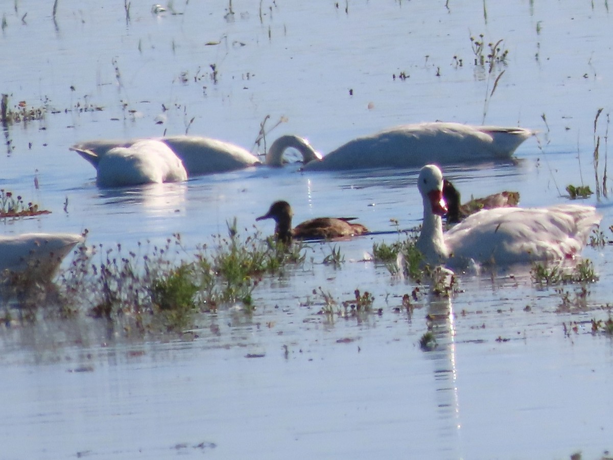 Guguk Ördeği - ML650374311