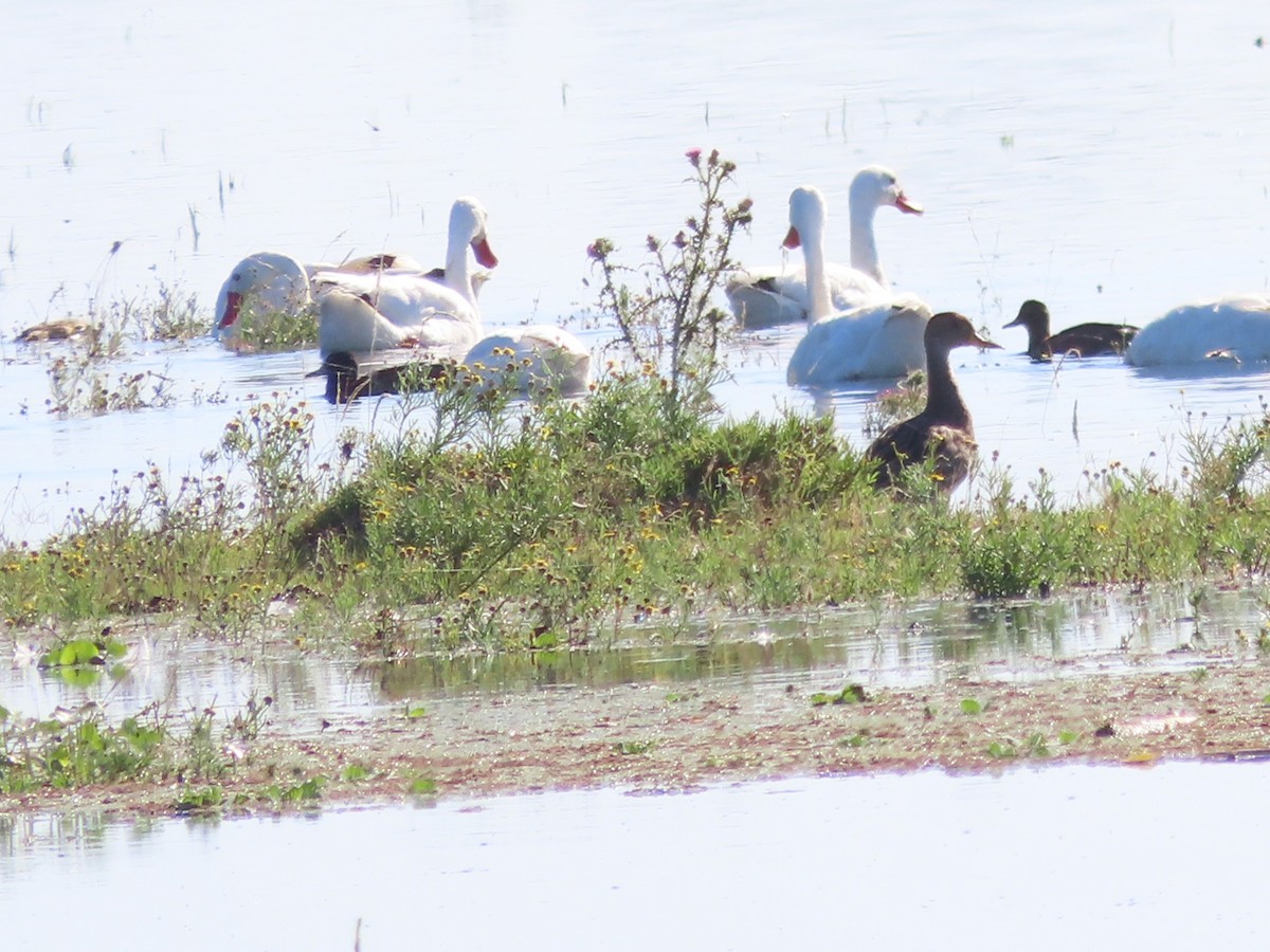 Guguk Ördeği - ML650374312