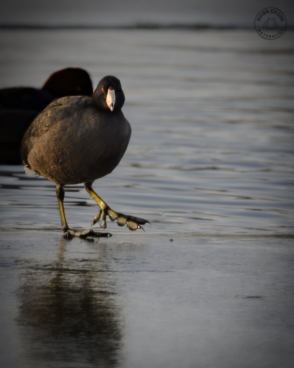 American Coot - ML650374425