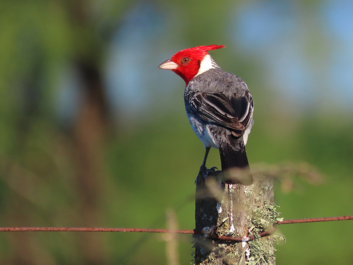 Kırmızı Tepeli Kardinal - ML650374532