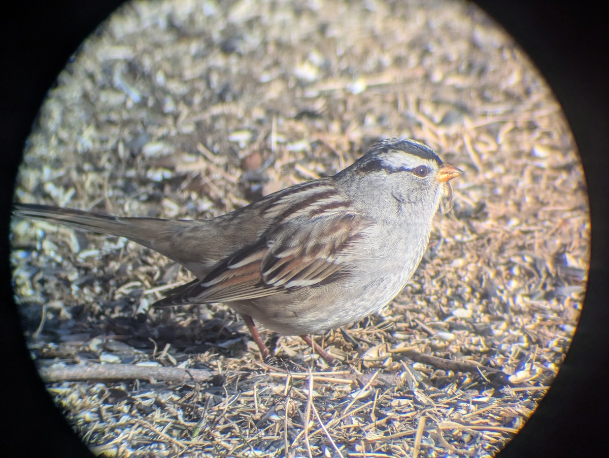 White-crowned Sparrow - ML650374579