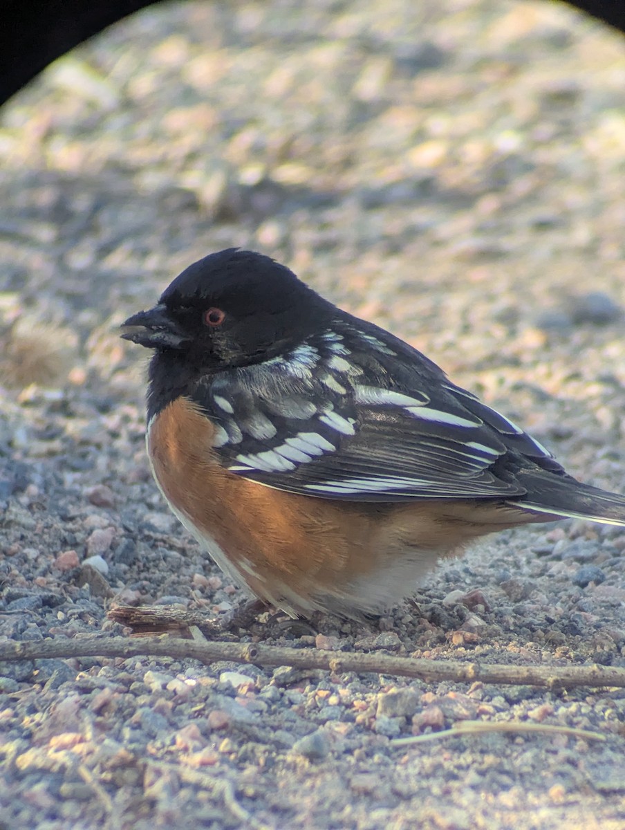 Spotted Towhee - ML650374590