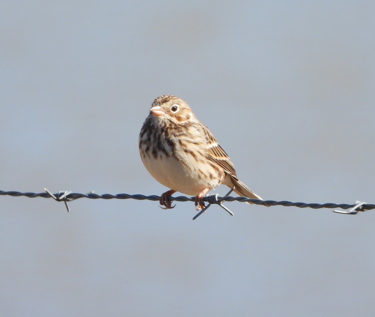 Пасовник польовий - ML650374933