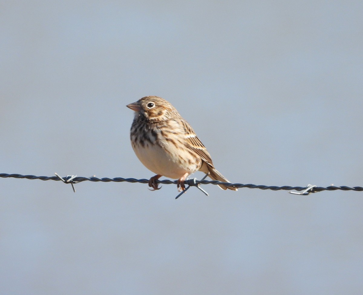 Пасовник польовий - ML650374934