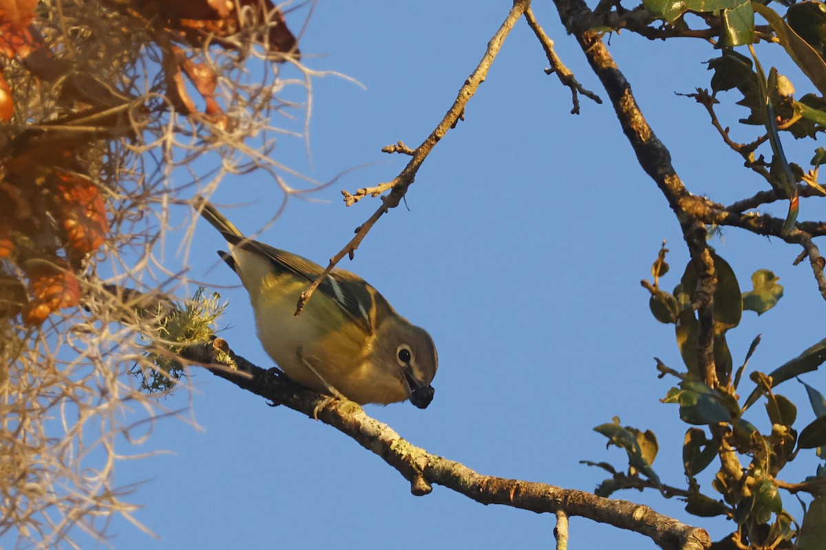 Blue-headed Vireo - ML650374988