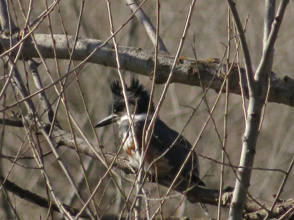 שלדג אמריקני - ML650375057