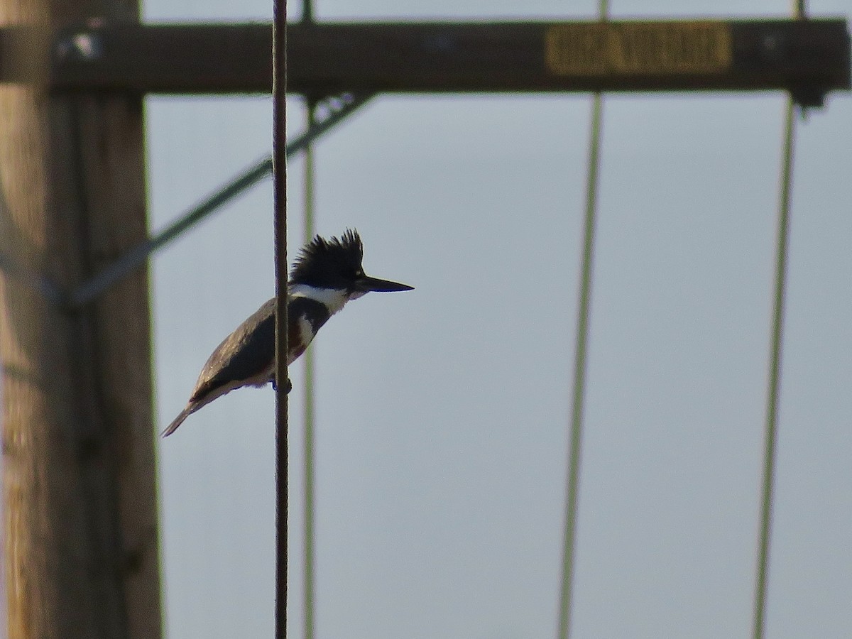 שלדג אמריקני - ML650375059