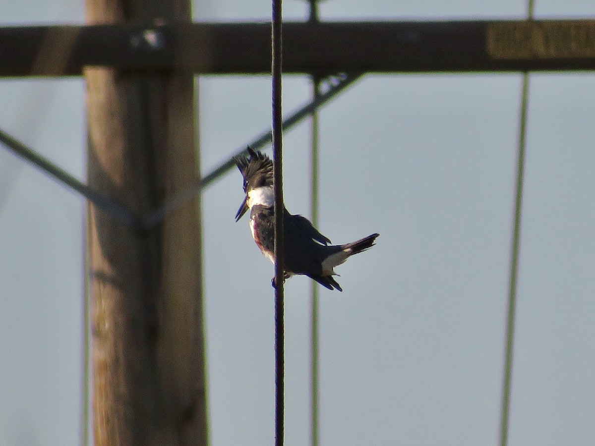 שלדג אמריקני - ML650375060