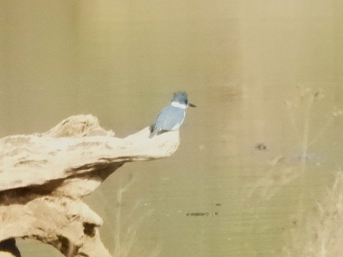 שלדג אמריקני - ML650375158