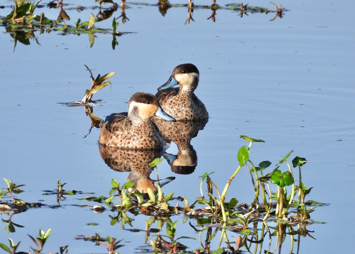 Blue-billed Teal - ML650375253