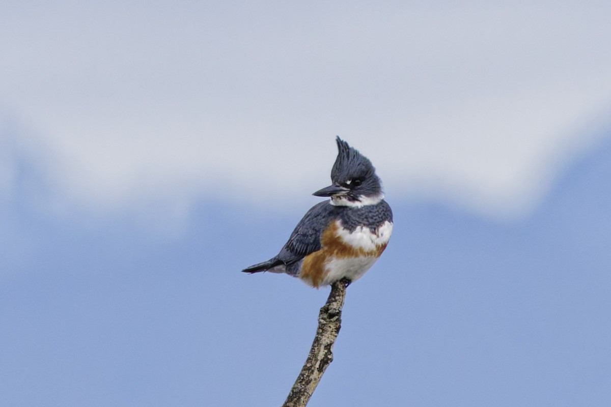 שלדג אמריקני - ML650375369