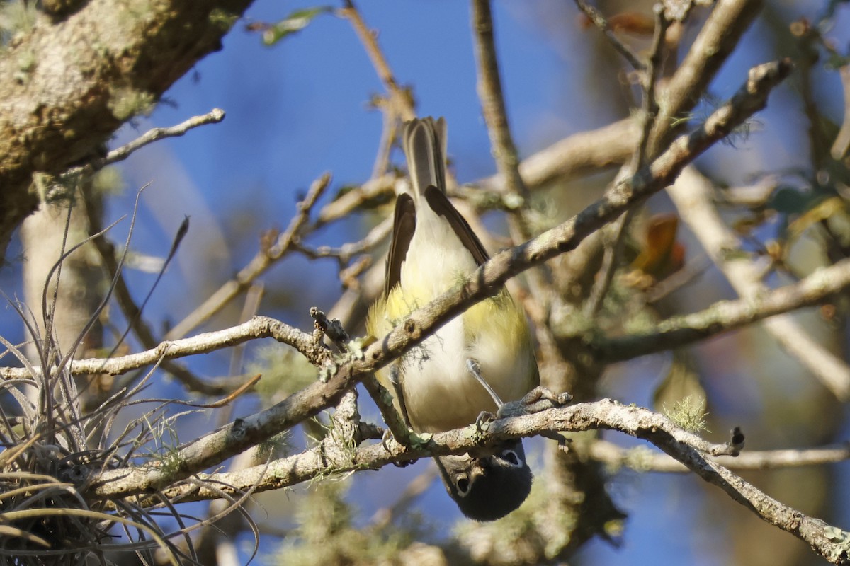 Blue-headed Vireo - ML650375498