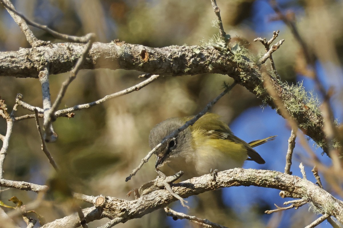 Blue-headed Vireo - ML650375503
