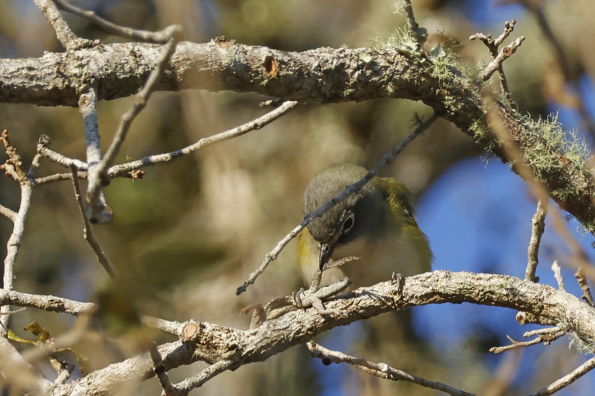 Blue-headed Vireo - ML650375524