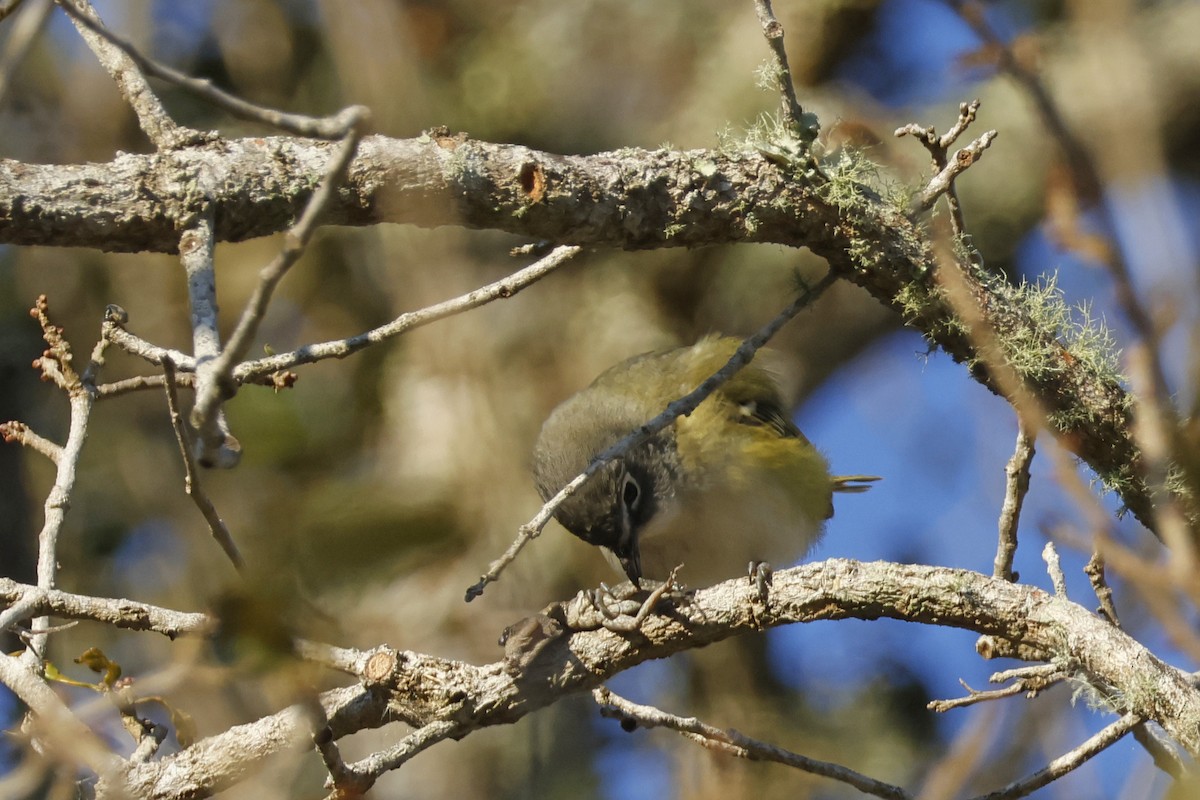 Blue-headed Vireo - ML650375525