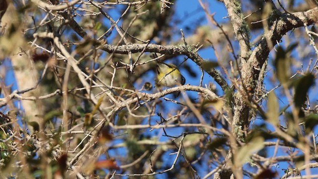 Blue-headed Vireo - ML650375529