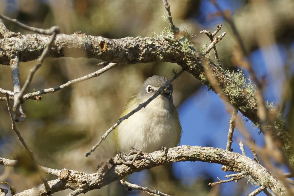Blue-headed Vireo - ML650375557
