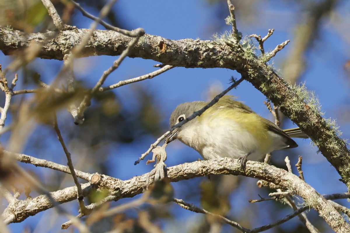 Blue-headed Vireo - ML650375566