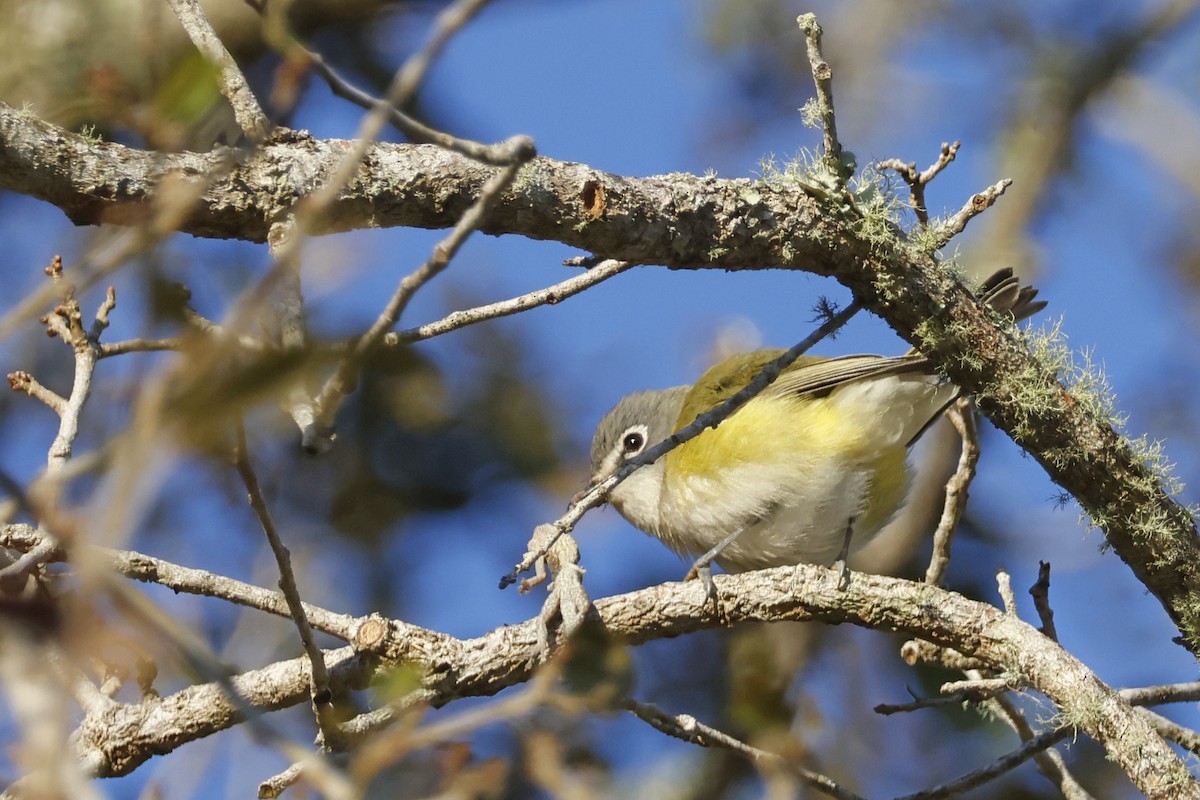 Blue-headed Vireo - ML650375567