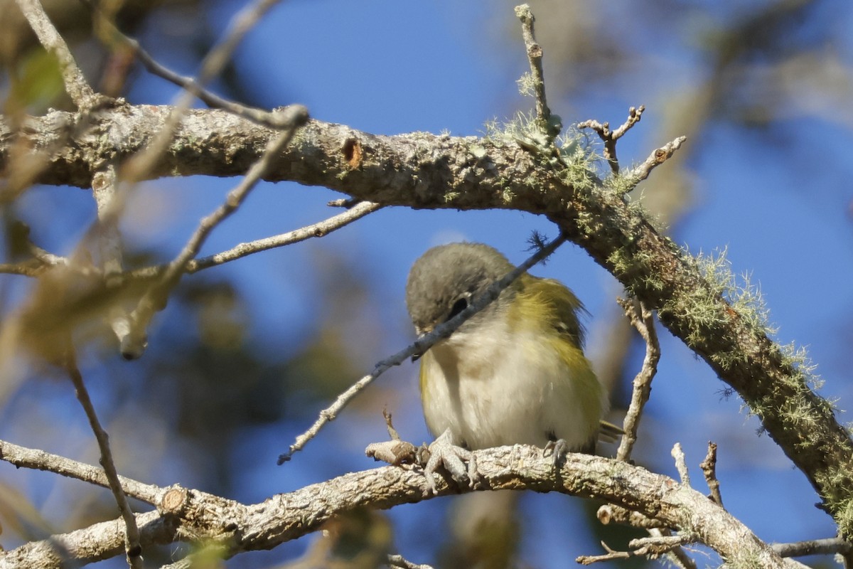 Blue-headed Vireo - ML650375574