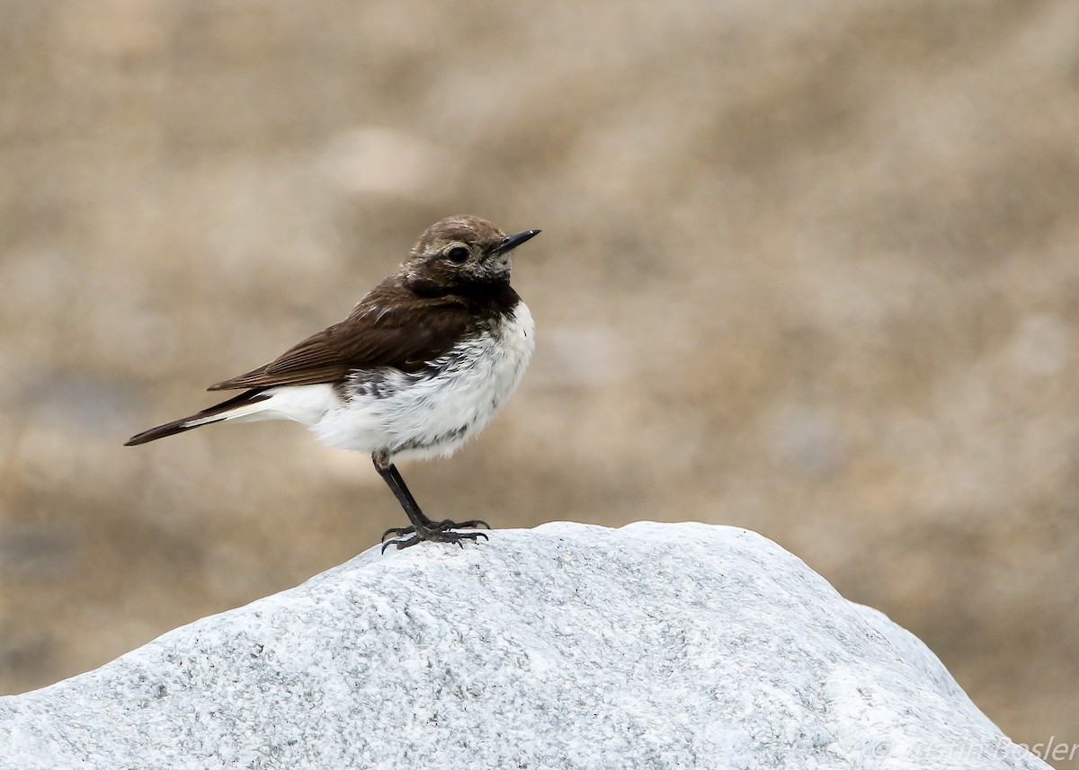 Pied Wheatear - ML65037561