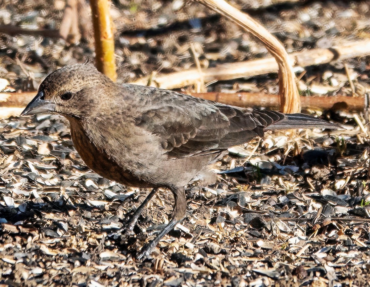 Brown-headed Cowbird - ML650375795