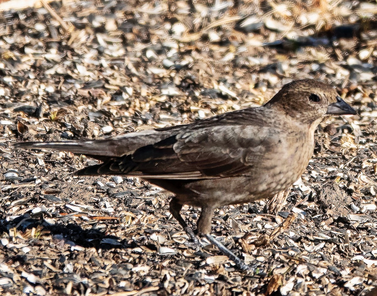 Brown-headed Cowbird - ML650375939