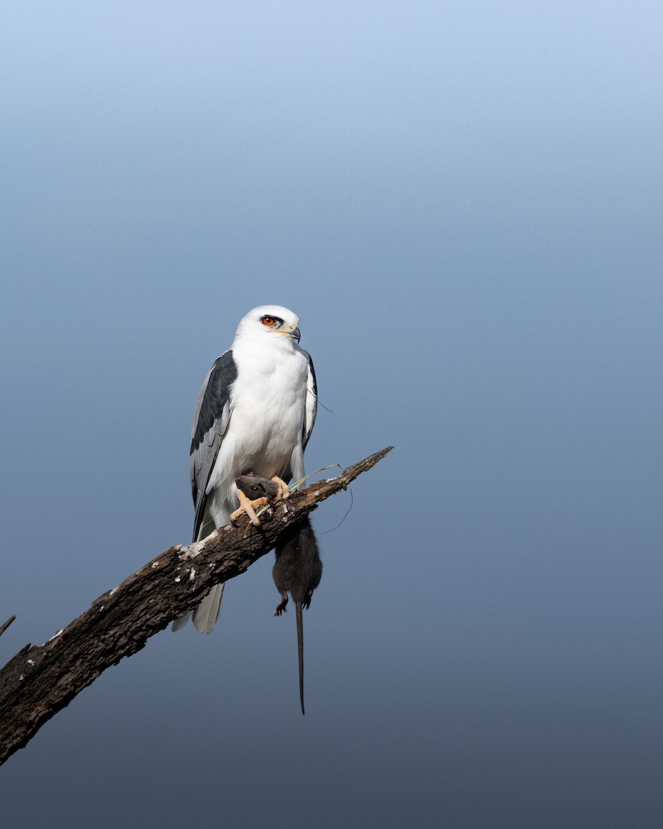 White-tailed Kite - ML650375947