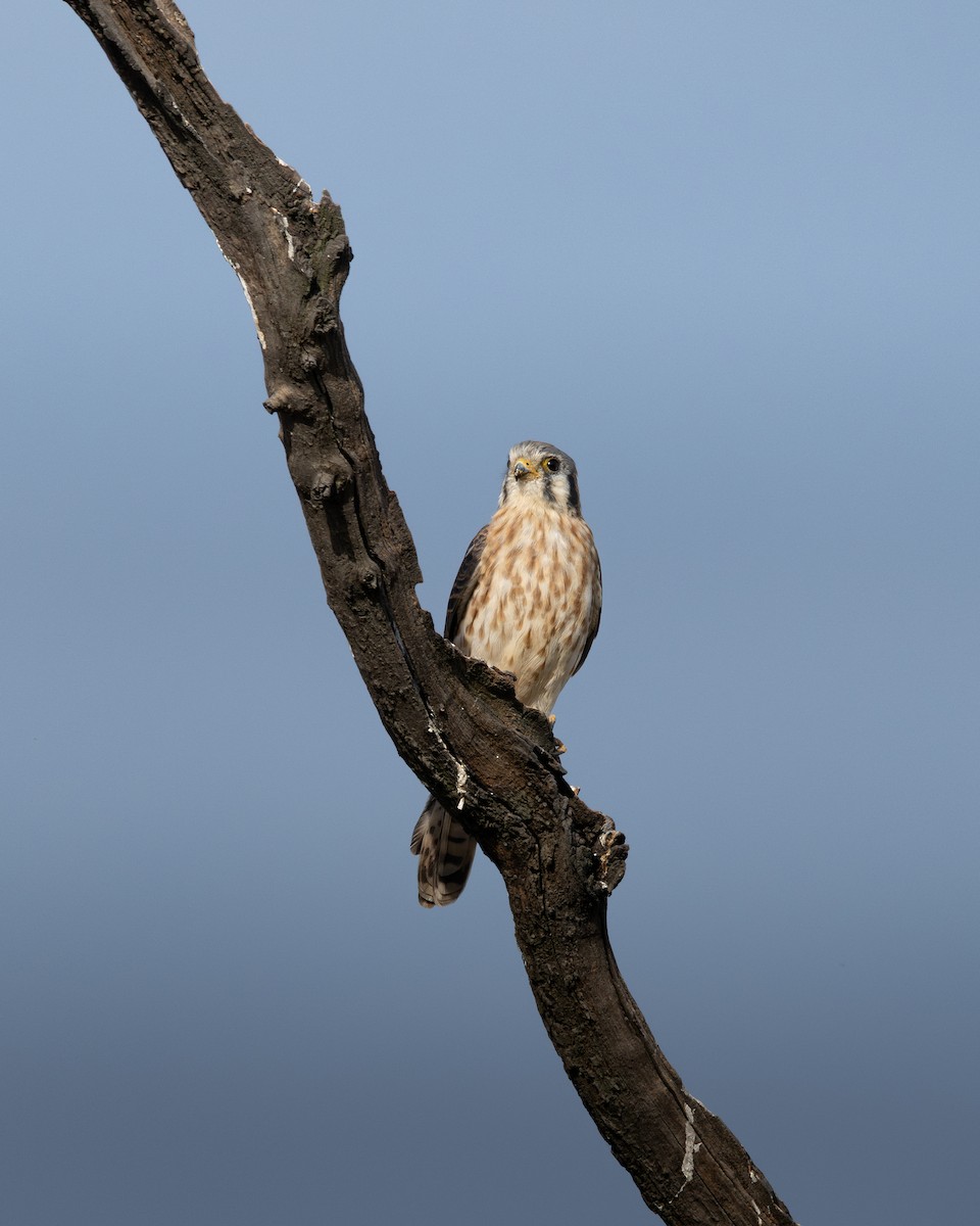 American Kestrel - ML650375961