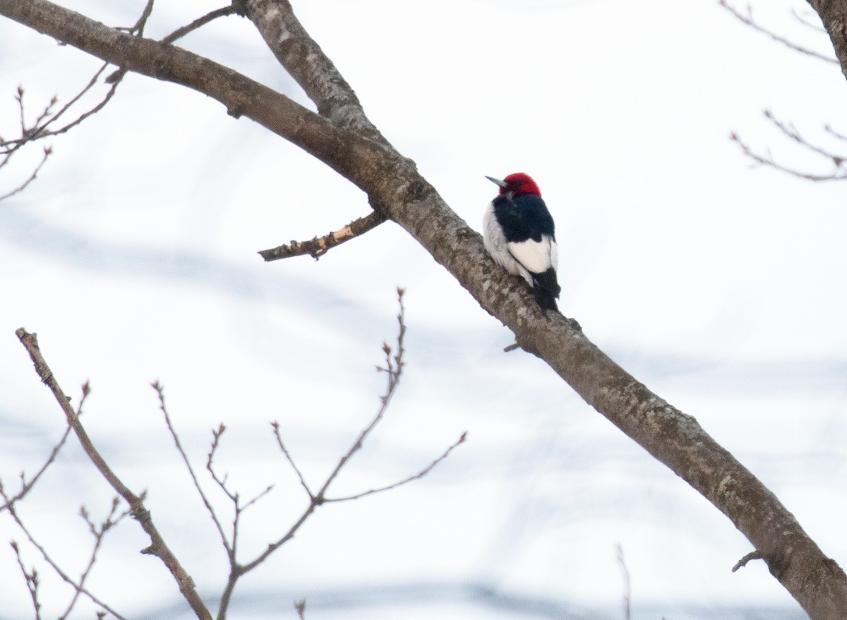 rødhodespett - ML650376043