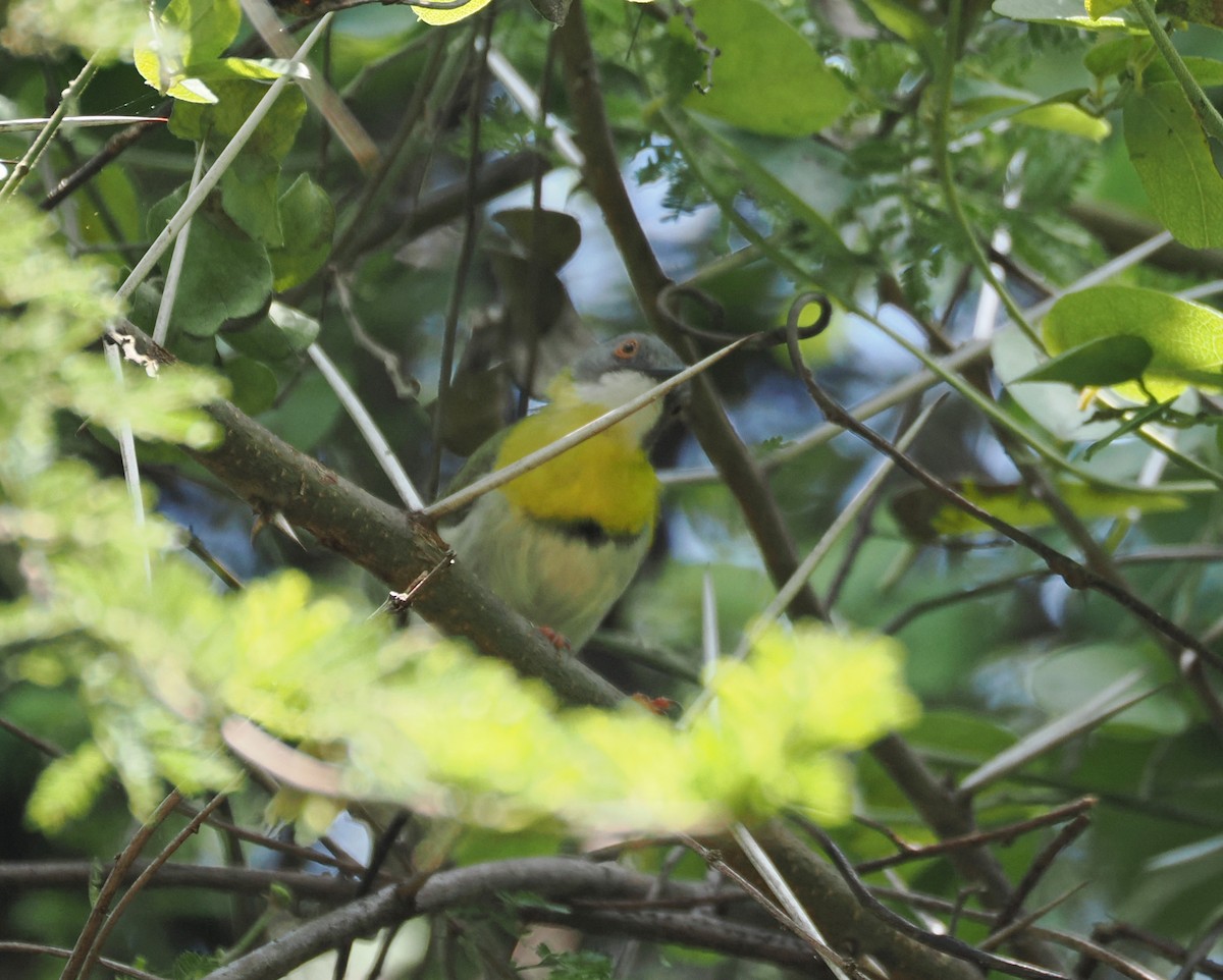 Yellow-breasted Apalis - ML650376097