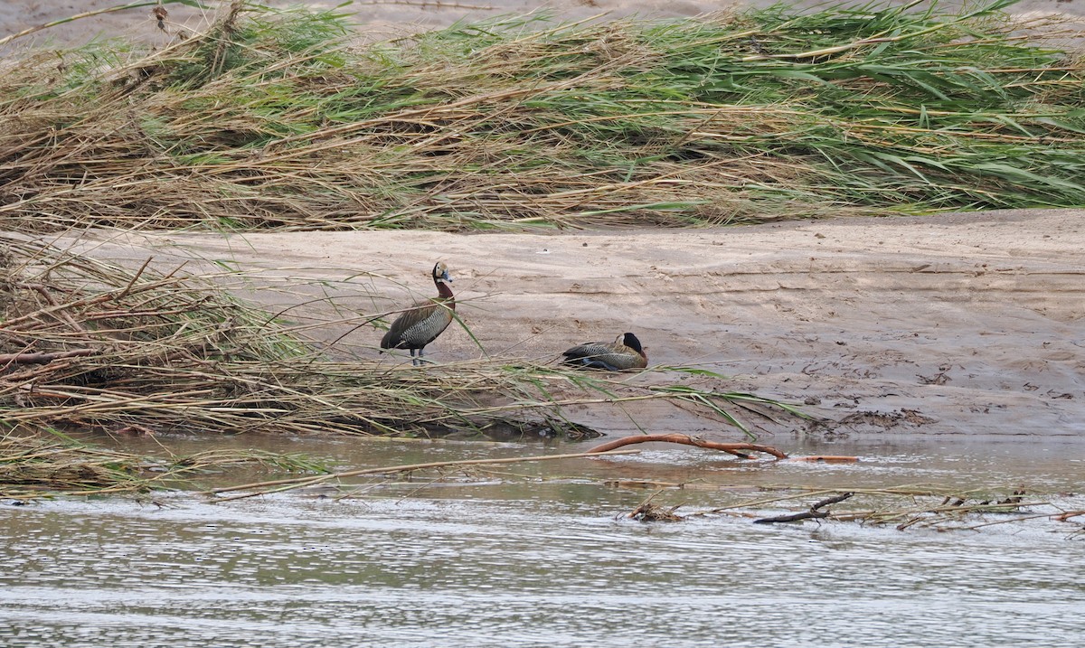 White-faced Whistling-Duck - ML650376099