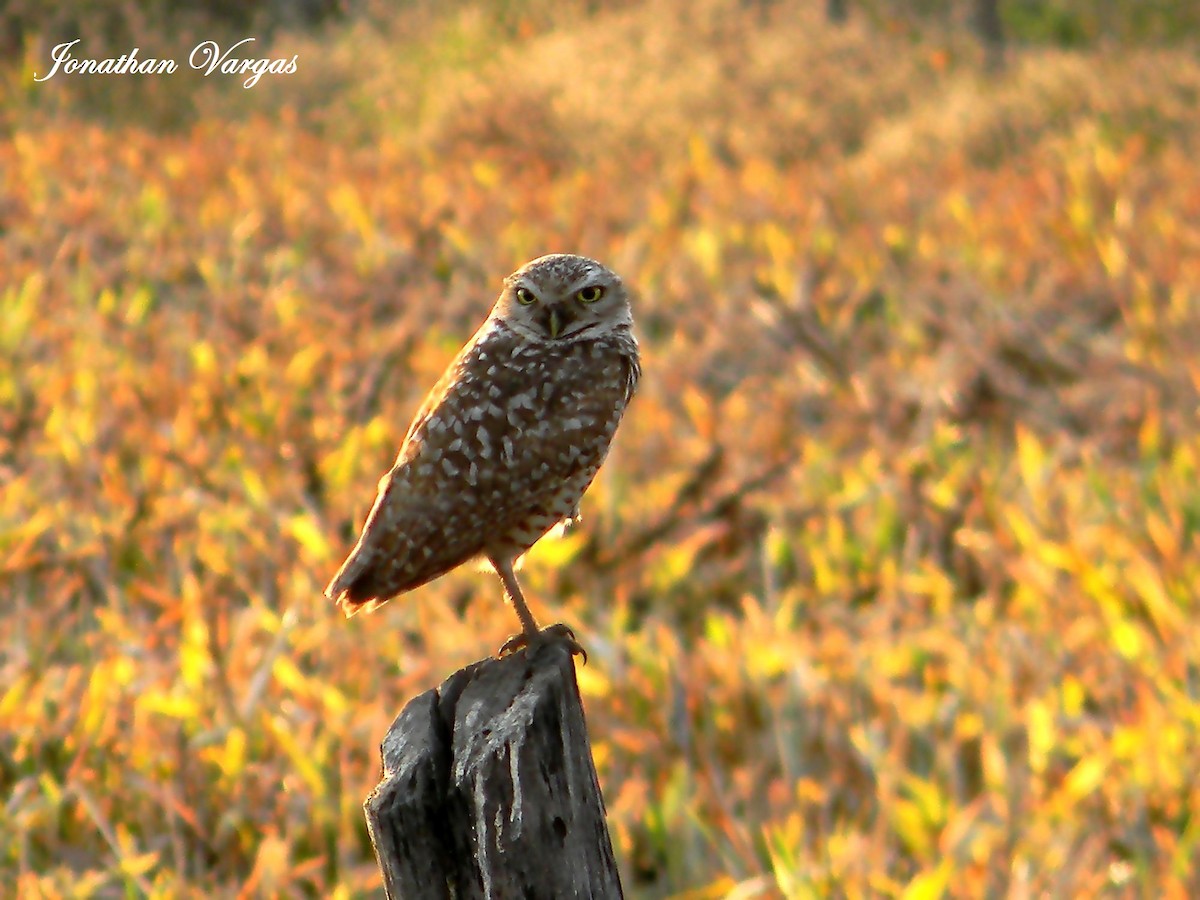 Burrowing Owl - ML65037611