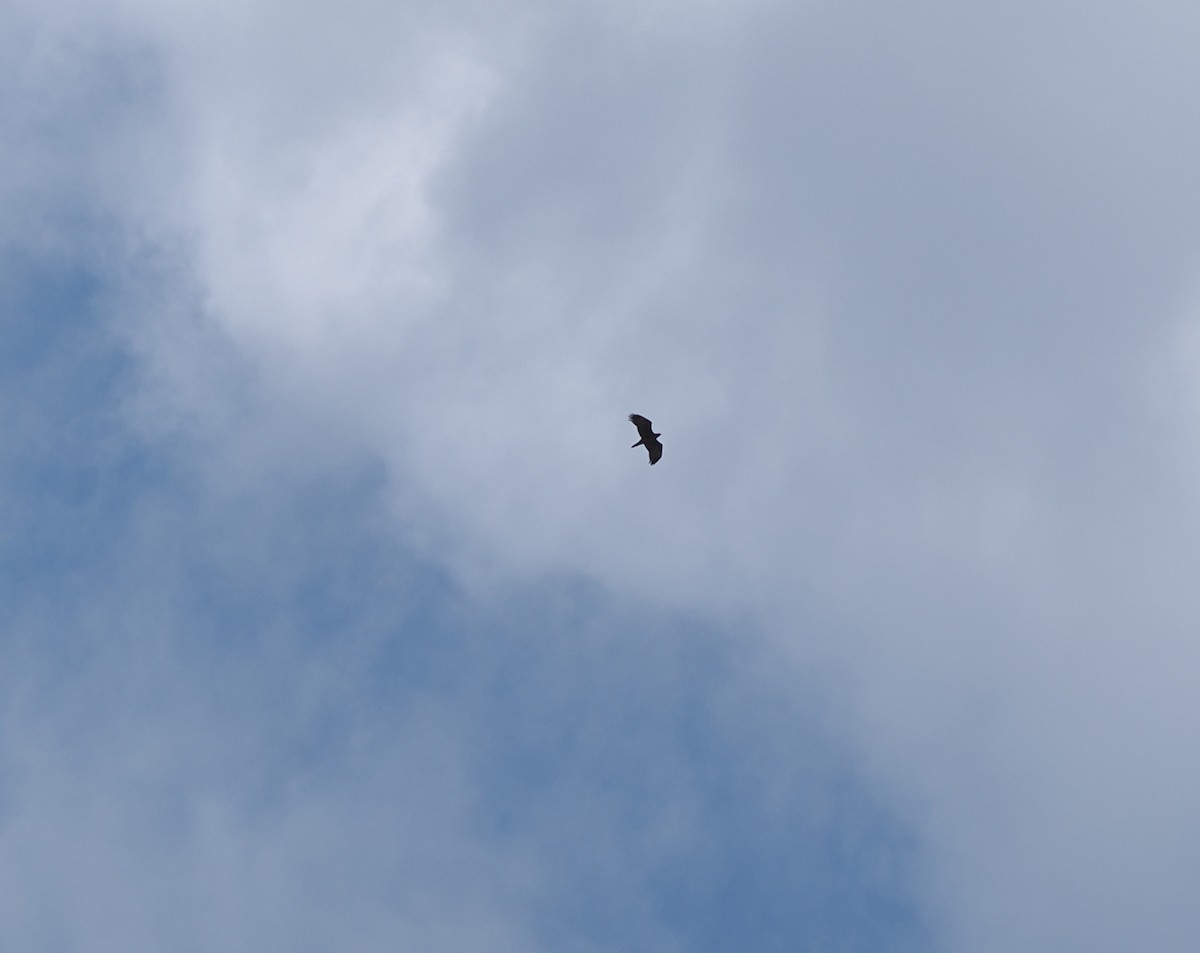 Wahlberg's Eagle - ML650376213