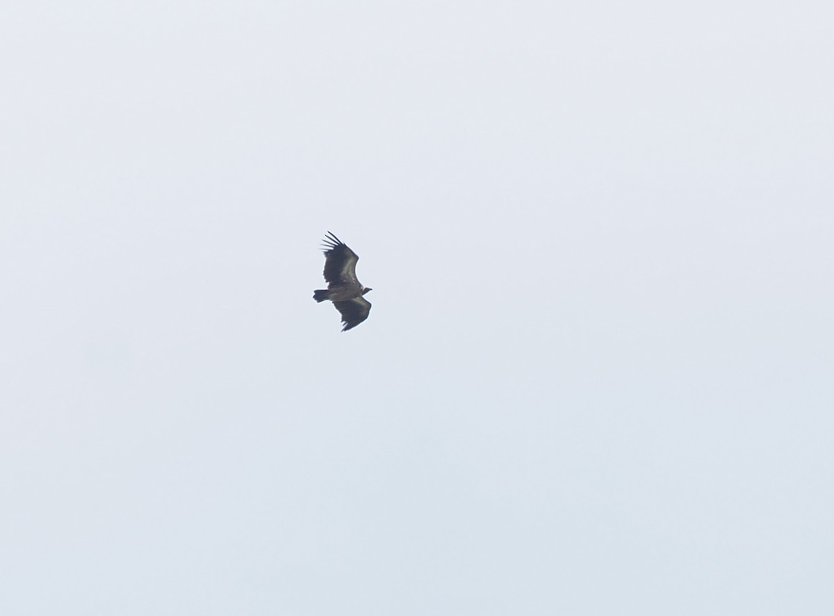 White-backed Vulture - ML650376243