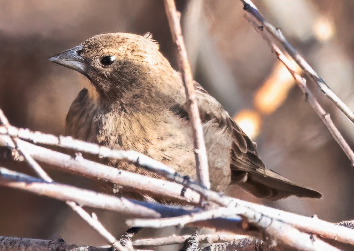 Brown-headed Cowbird - ML650376330