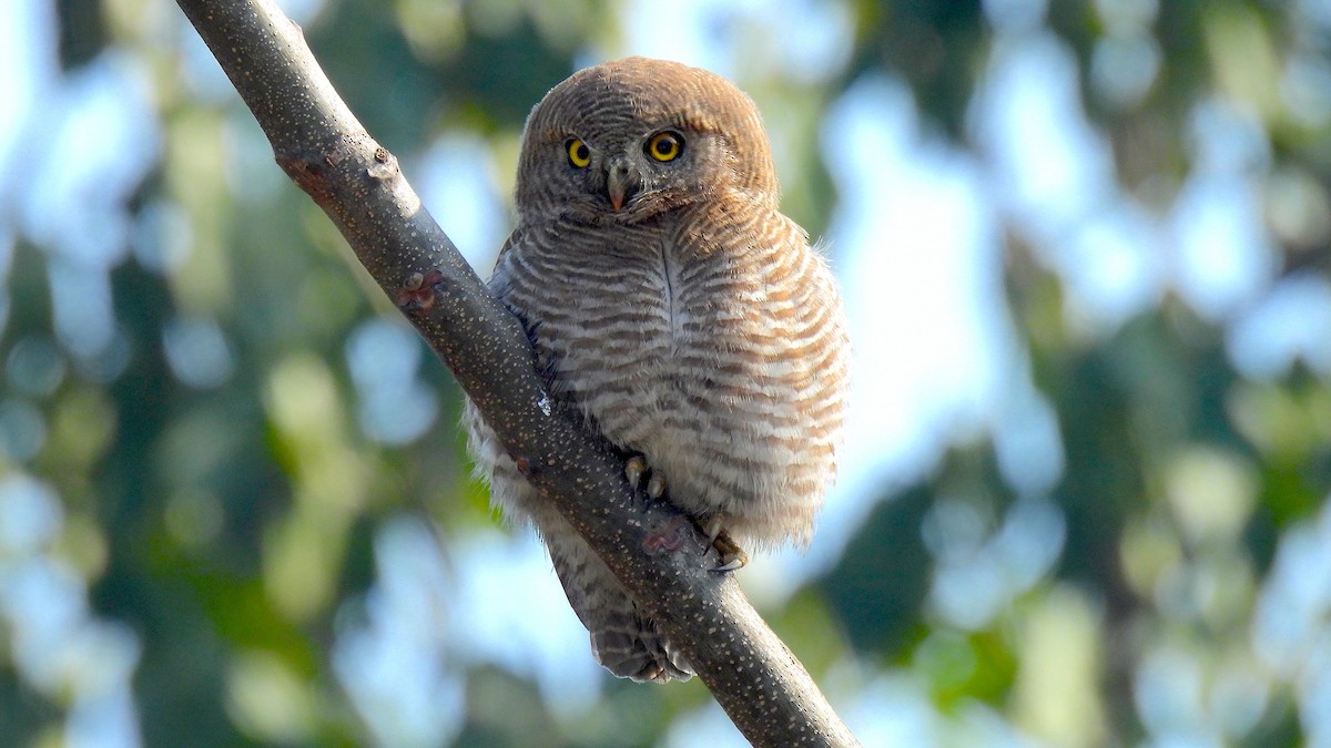 Jungle Owlet - ML650376585