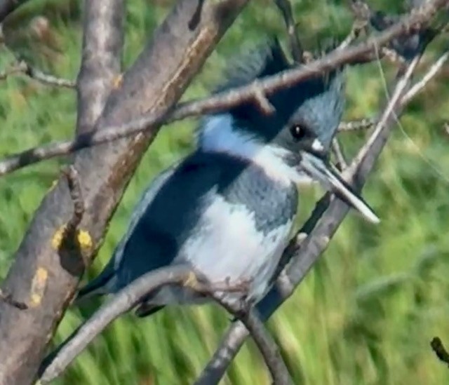 שלדג אמריקני - ML650376587