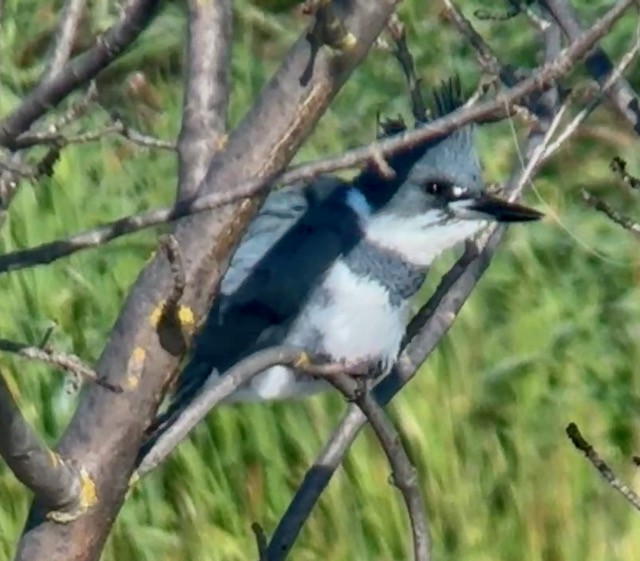 שלדג אמריקני - ML650376588