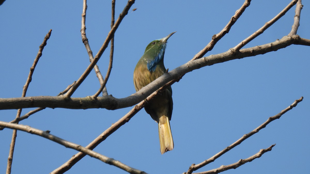Blue-bearded Bee-eater - ML650376624