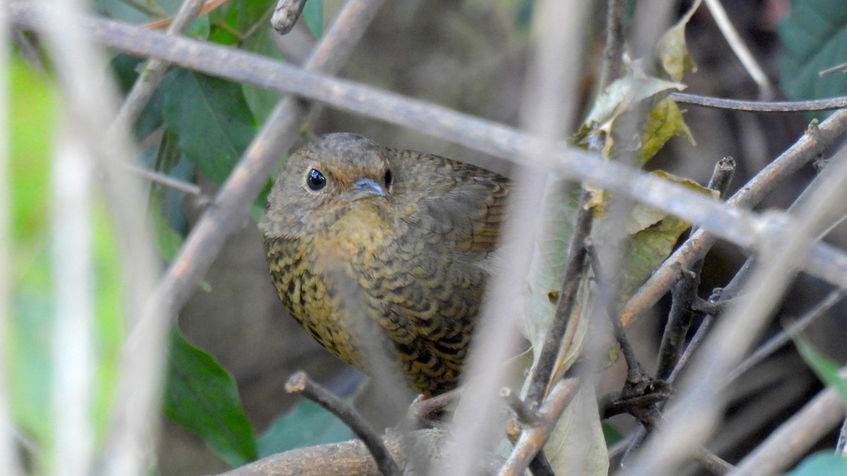 Immaculate Cupwing - ML650376673