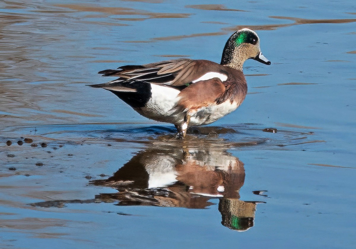 American Wigeon - ML650376714
