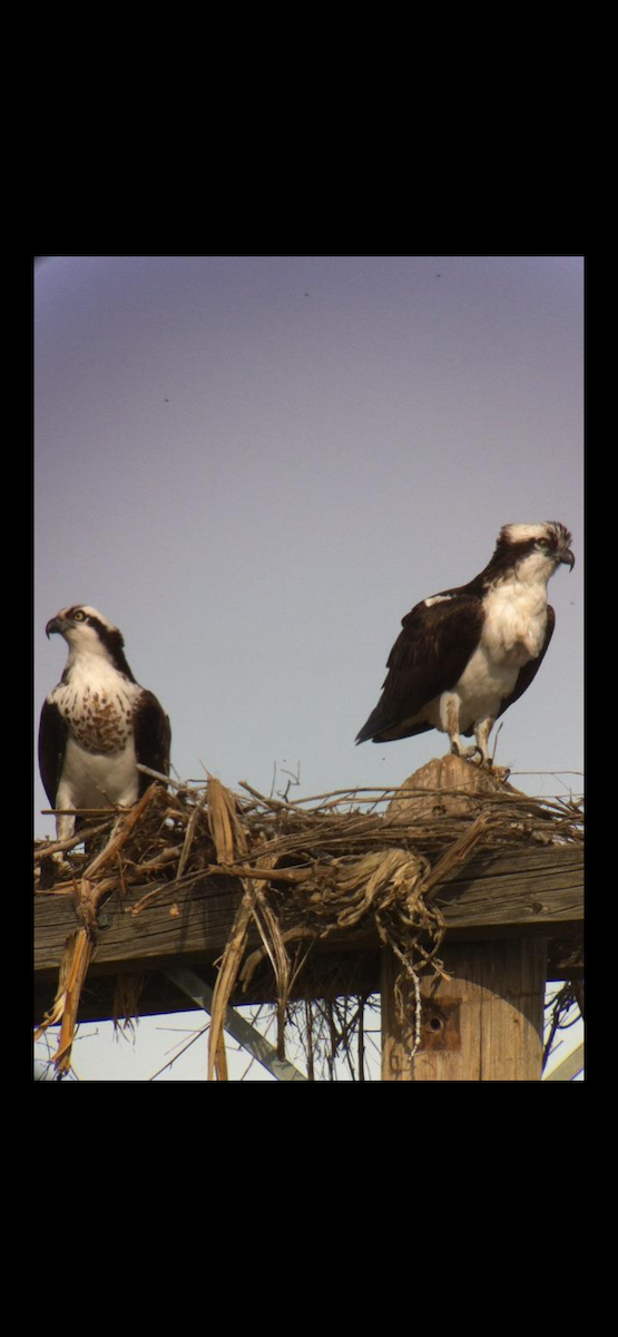 Osprey - ML650376855