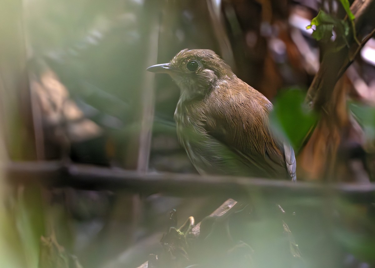 アシナガアリドリ - ML650376945